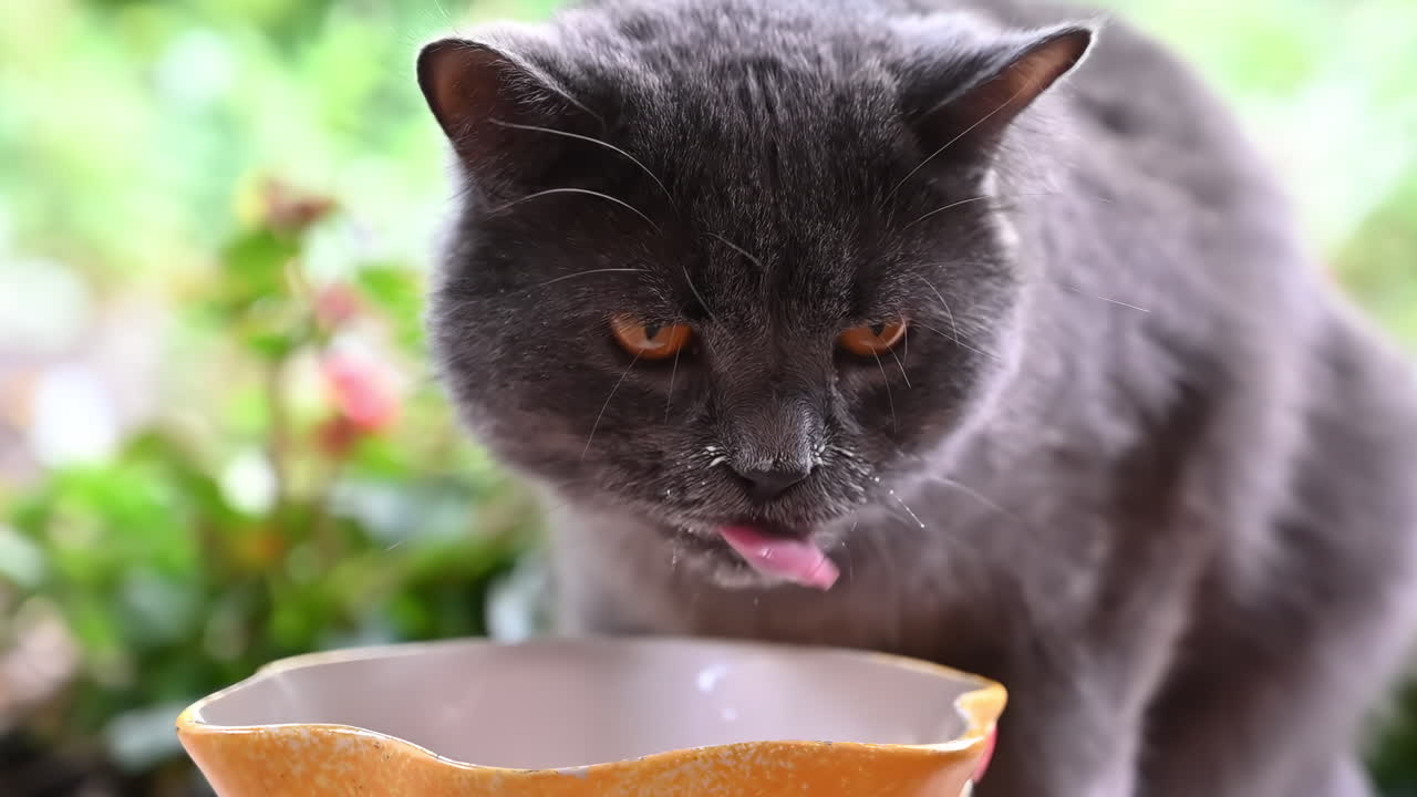 En grå kat slikker glad mad fra en orange skål. Scenen foregår i en lys have fyldt med grønne planter og blomster, hvilket viser et fredfyldt øjeblik, hvor et kæledyr nyder maden.
