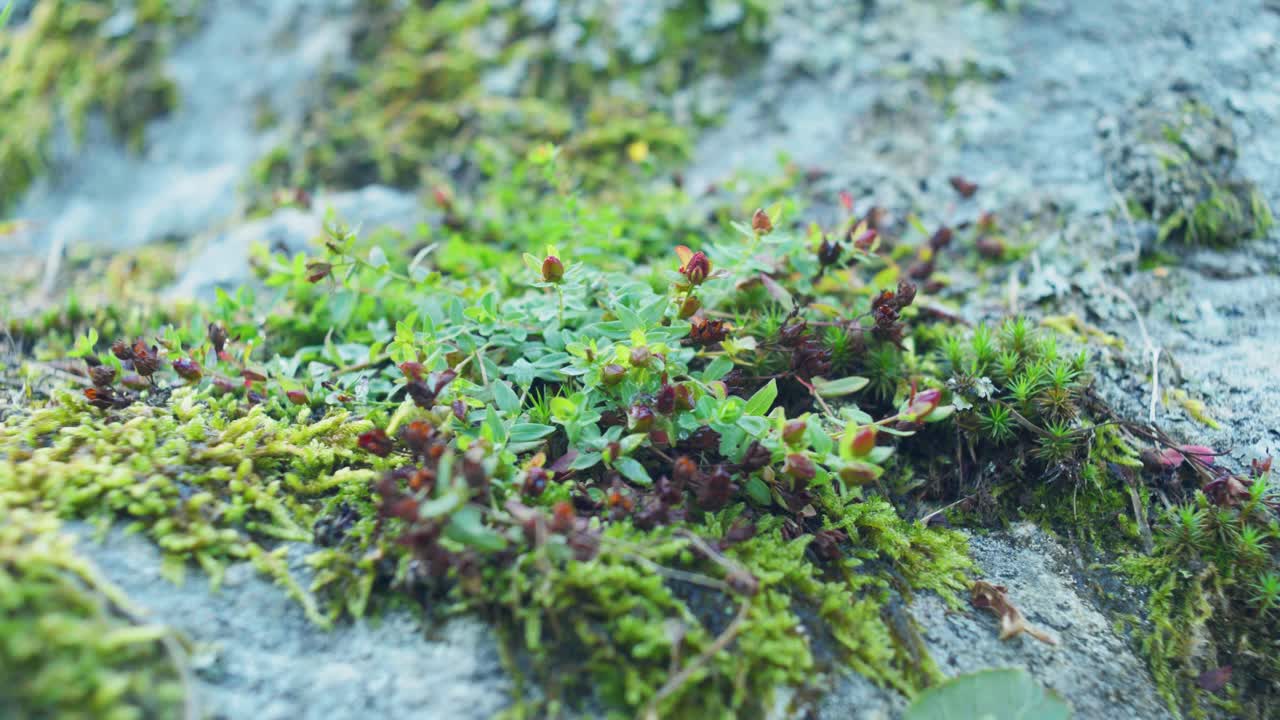 tiro macro 4k de alguna vegetación vegetal que crece en una roca grande