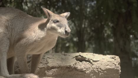 Increíble-Foto-De-Wallaby-Raro-En-Asia-Y-Australia