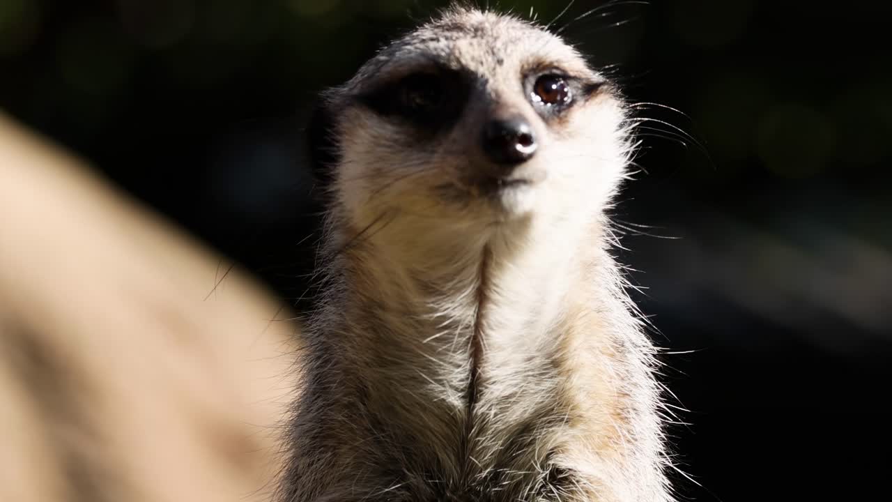 A meerkat stands alert, its fur illuminated by sunlight, showcasing its curious nature.