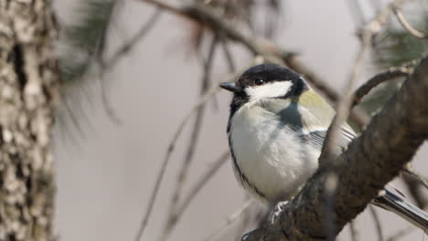 Side-View-of-Japanese-Tit-Bird-Takes-Wing-Perched-on-Pine-Tree-Branch-in-Slow-Motion---close-up