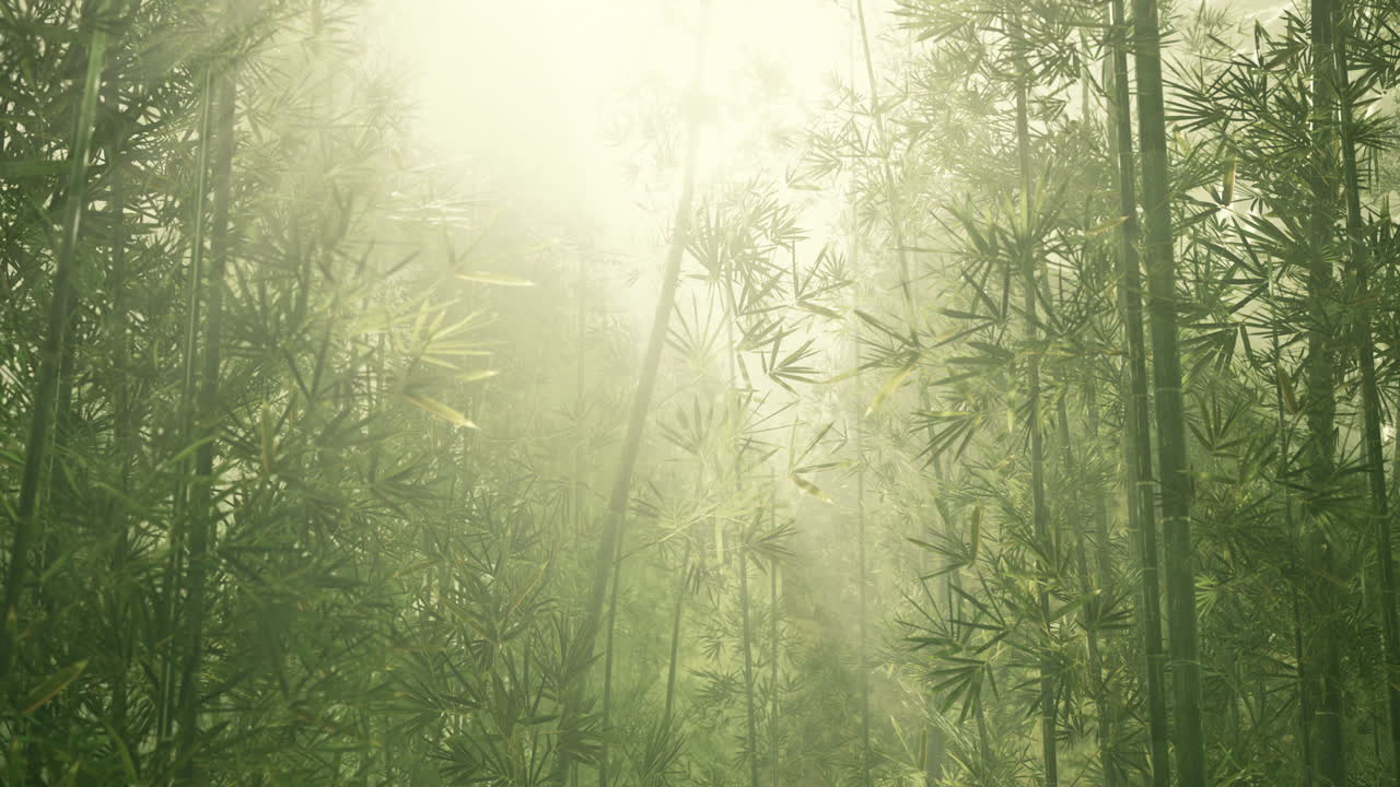 atmósfera matutina en un bosque de bambú