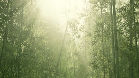 Morning-atmosphere-in-a-bamboo-forest