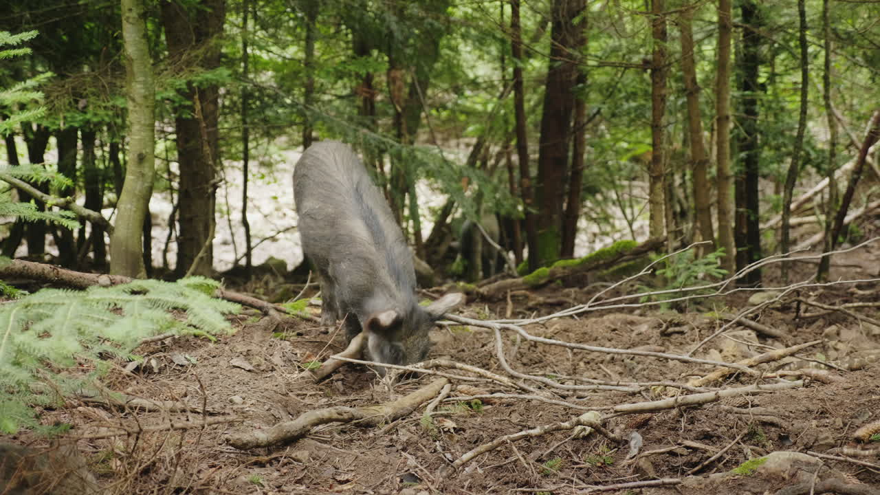 un gran jabalí cava el suelo con su hocico en busca de comida en el video del bosque 4k