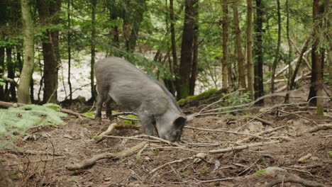 un gran jabalí cava el suelo con su hocico en busca de comida en el video del bosque 4k