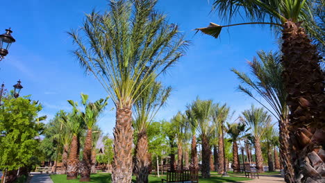 palm tree garden in a beautiful sunny day