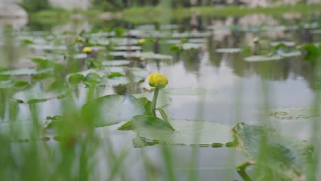 yellow water lily blooms on a serene pond surrounded by lush greenery