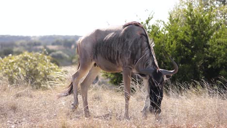 blue wildebeest grazing on the grassland in africa on bright windy day