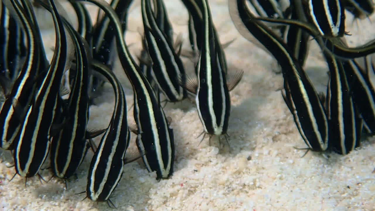 School of juvenile striped eel catfish search and stir the sand for crustaceans, mollusks, worms.