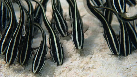 school of juvenile striped eel catfish search and stir the sand for crustaceans, mollusks, worms.
