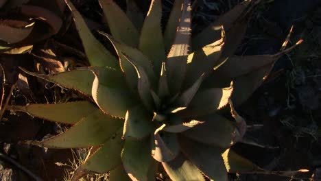 Aloe-growing-in-the-northern-cape