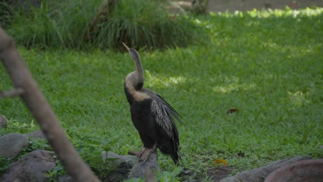 An-Australasian-darter-or-Australian-darte-perched-on-a-rock,-with-green-grass-in-the-background