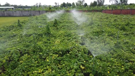 Automatisiertes-Bewässerungssystem-Für-Landwirtschaftliche-Felder,-Drohnenaufnahme-Eines-Bewässerungsfeldes-Auf-Einem-Bauernhof