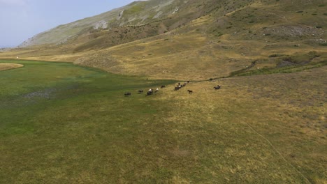 an aerial view of a herd of wild horses with a baby horse running in the foreground, on a mountain plateau