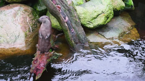 Otter-looking-around-on-a-log-in-forest-water-on-a-cloudy,-summer-day---static-view---Lutra