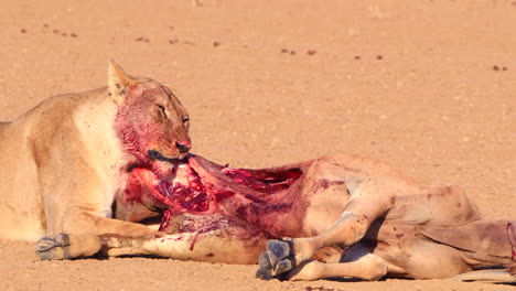 afbeelding: bloedige afrikaanse leeuw kauwt op onlangs gedode eland, close-up