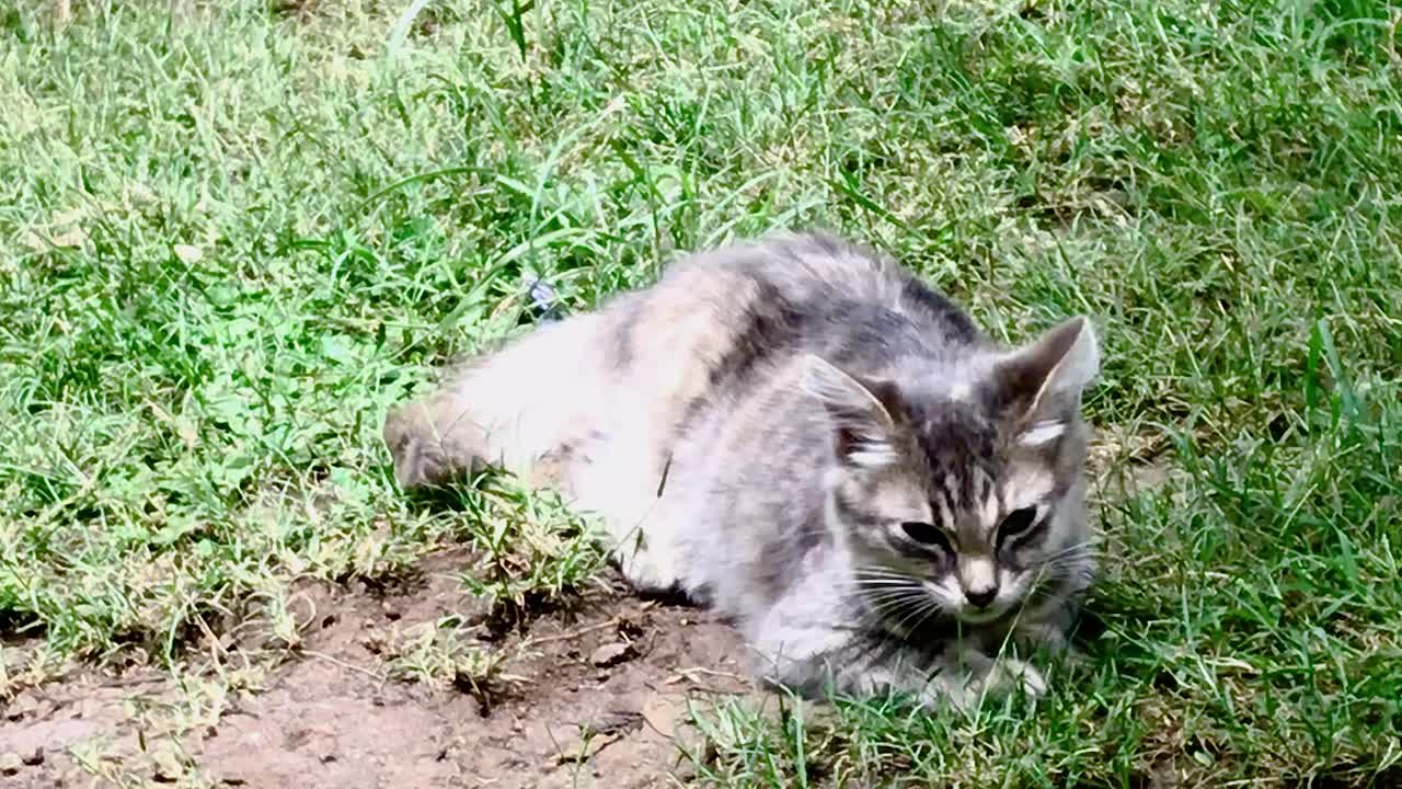 encantador gato doméstico lamiendo pata mientras está acostado en la hierba en el jardín
