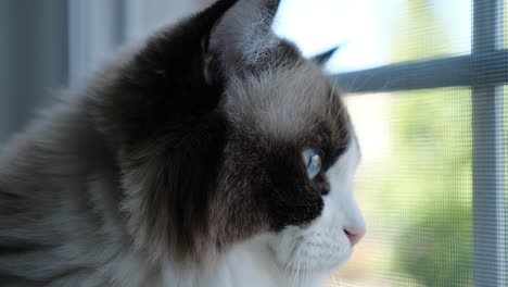 lindo gatito ragdoll gato bicolor ojo azul mirando la ventana por esperanza