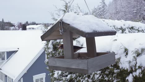 Ein-Kernbeißer,-Der-Sich-Im-Winter-Von-Einem-Futterhäuschen-Ernährt---Nahaufnahme