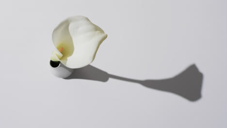 video of white kalia flower in white vase with copy space on white background