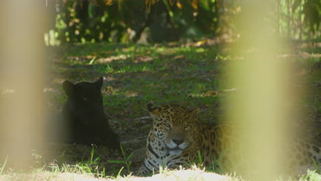 Normal-and-black-jaguars-resting-in-French-Guiana-zoo-(Panthera-onca)