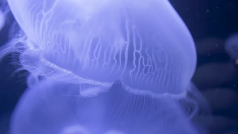 Jellyfish-swimming-in-water-in-an-aquarium