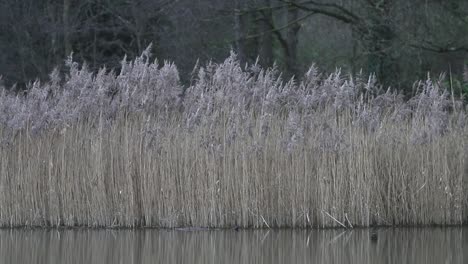 reeds growing at edge of lake. staffordshire. uk