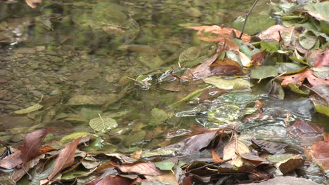 Close-up-rack-focus-of-leaves-in-Wheeler-Springs-above-Ojai-California