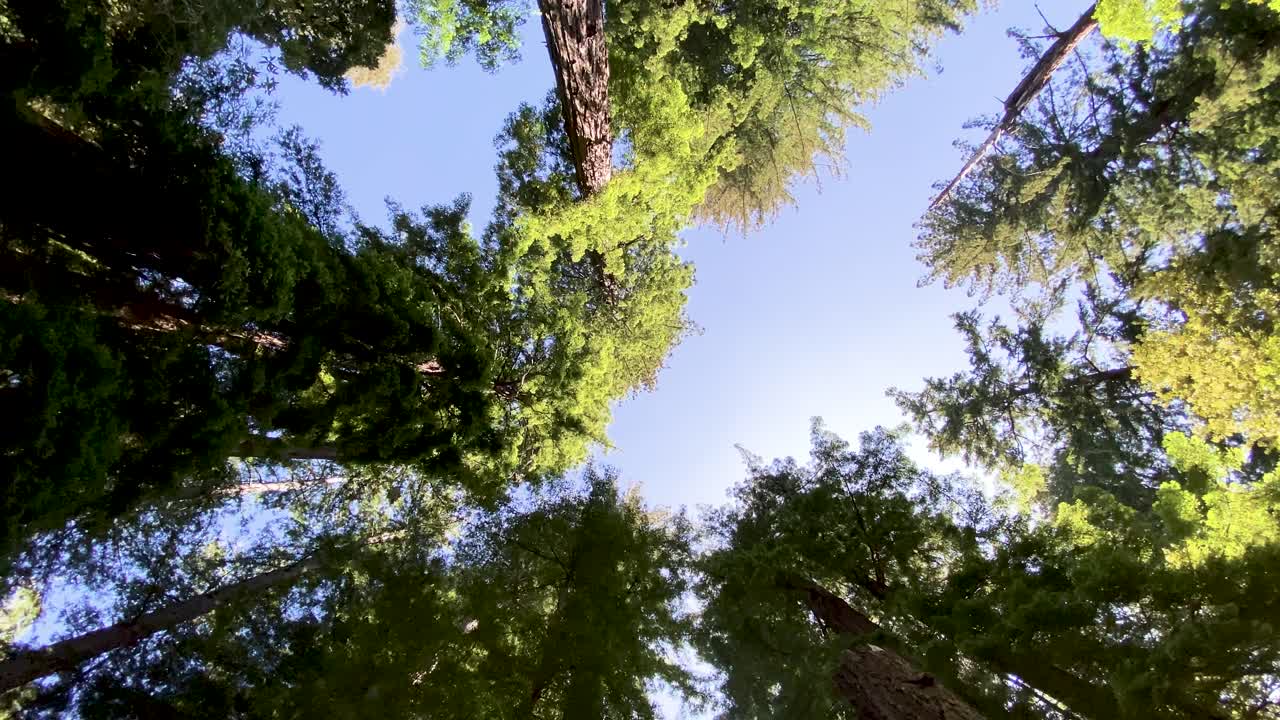 Bella ripresa grandangolare che guarda verso l'alto attraverso maestosi e alti alberi di sequoia con cielo blu e sole che filtra, mentre la telecamera si muove lentamente in avanti sotto gli alberi