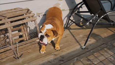 English-Bulldog-misbehaving,-chewing-on-a-old-Lobster-trap-at-the-Cottage