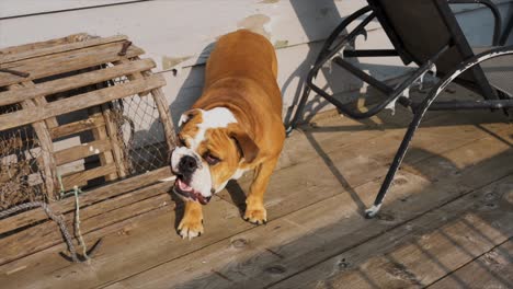 english bulldog misbehaving, chewing on a old lobster trap at the cottage