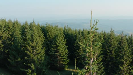 Aerial: of vast pine tree woodland on mountainside, temperate coniferous forest