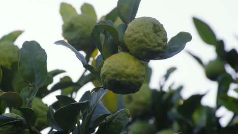 2-Limas-En-El-Primer-Plano-De-Tilo-Oscilante-Del-árbol