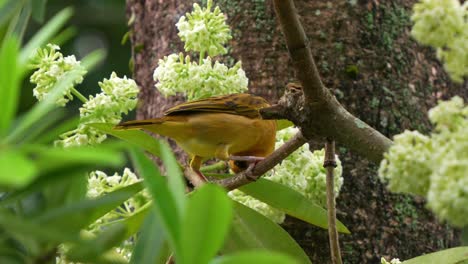 Hembra-Taveta-Tejedora-Dorada,-Ploceus-Castaneiceps-Posada-En-Una-Rama-De-Un-árbol-De-Pizarra,-Alimentándose-De-La-Planta-Floreciente,-Mostrando-La-Belleza-Natural-De-La-Fauna-Y-La-Flora,-Primer-Plano