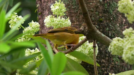 taveta hembra tejedora dorada, ploceus castaneiceps posada en una rama de un árbol de tablero, alimentándose de la planta con flores, mostrando la belleza natural de la fauna y la flora, toma de cerca