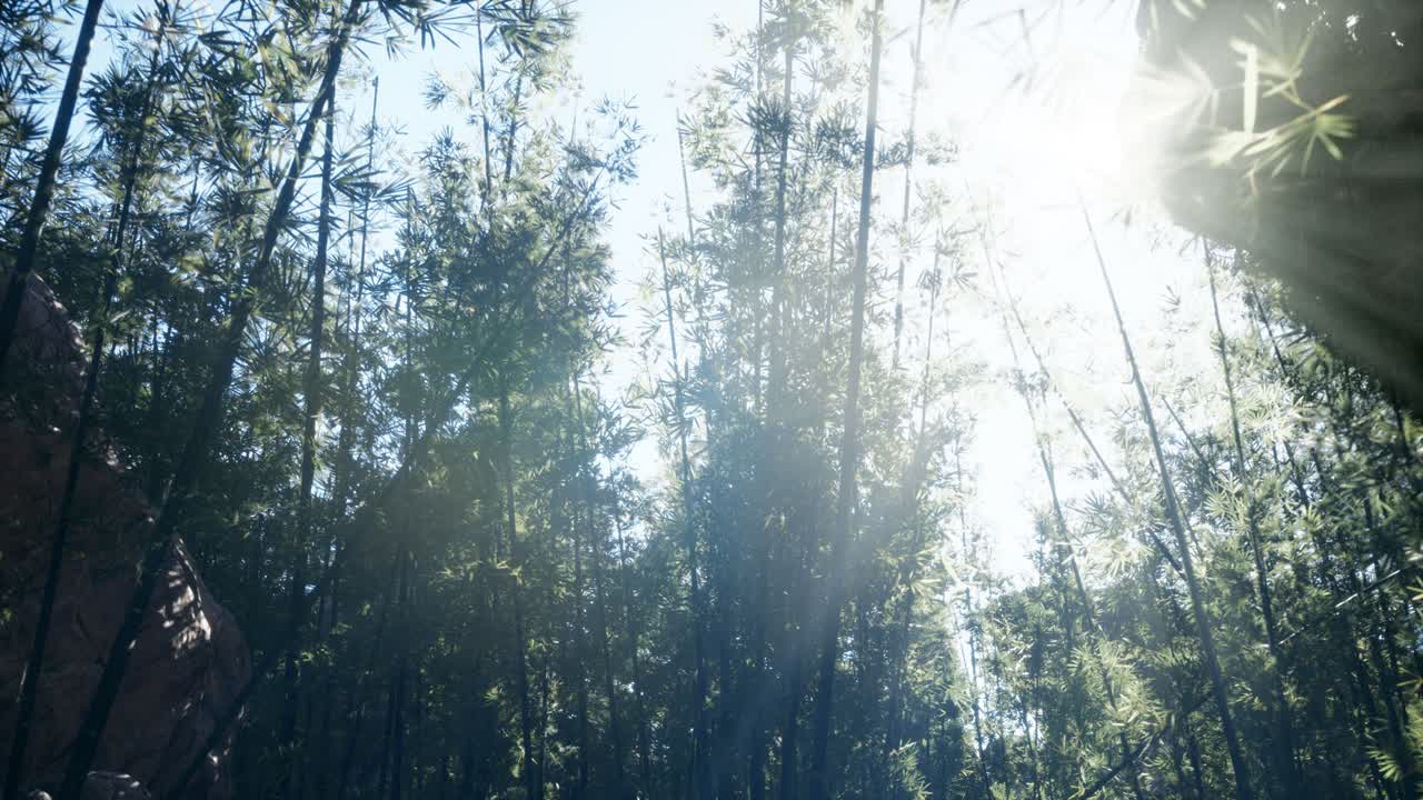 paisaje de un árbol de bambú en la selva tropical, malasia