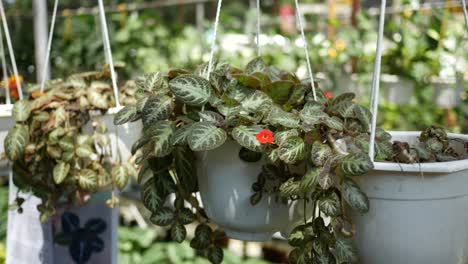 green plant in a white pot hanging