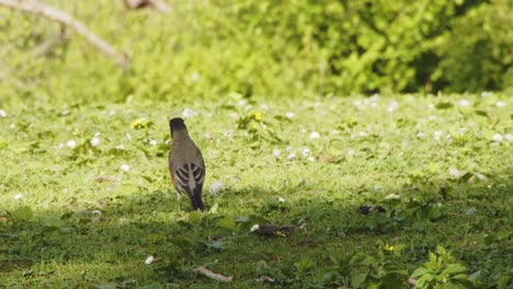 Orangefarbener-Vogel,-Der-Im-Park-Herumläuft---Stanley-Park-Vancouver-4k-60fps