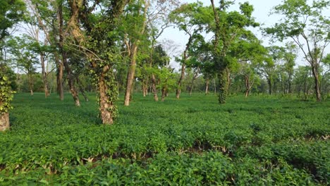 Ariel--Oder-Drohnenansicht,-Eine-Art-Teegarten-Assam