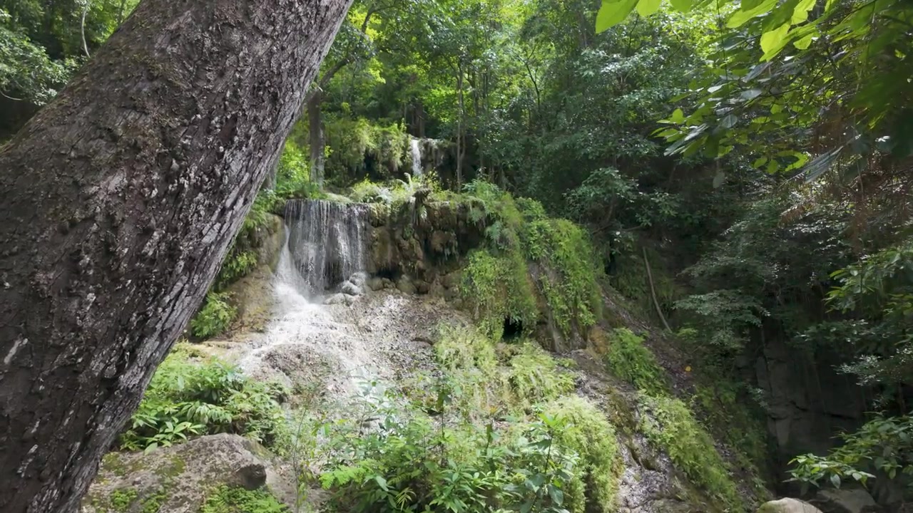 La luce del sole illumina una cascata calcarea e un pendio lussureggiante mentre la telecamera scorre lentamente oltre un grande albero in primo piano in una foresta tropicale
