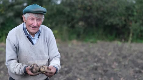 old farmer holding potatoes in his hands old farmer holding potatoes in his hands harvesting organic potatoes in the countryside a farmer holds a bunch of potatoes harvested from the garden harvest concept