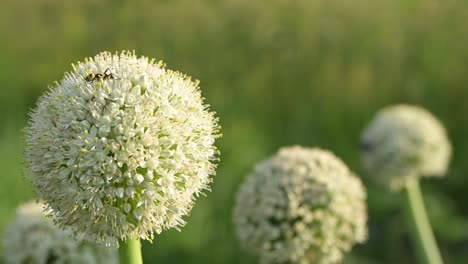 在花園裡開花的洋<unk>花頭