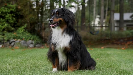 a smiling mini australian shepherd sitting upright in beautiful lawn of grass