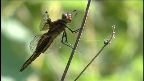 A-Dragonfly-Sits-On-A-Reed-1