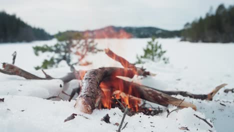 bonfire blazing on snow winter forest