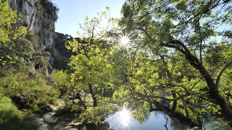 Raggi di sole che filtrano attraverso un albero con gemme al tramonto Francia