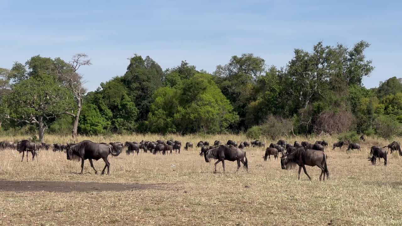 Gnu dalla coda bianca (Connochaetes taurinus) durante la loro migrazione annuale nel Parco nazionale del Serengeti, Tanzania