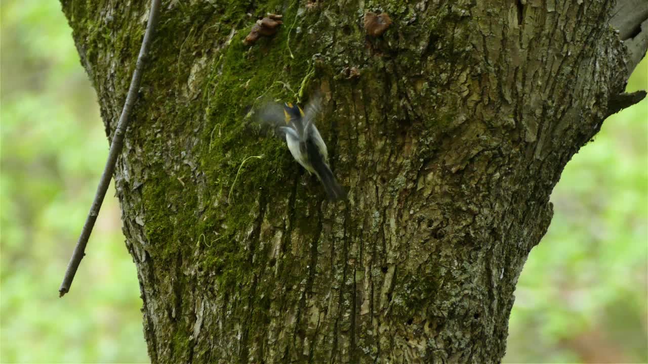 pequeña reinita migratoria de blackburnian, setophaga fusca saltando sobre tronco de árbol en el ambiente forestal a la luz del día, primer plano de vida silvestre