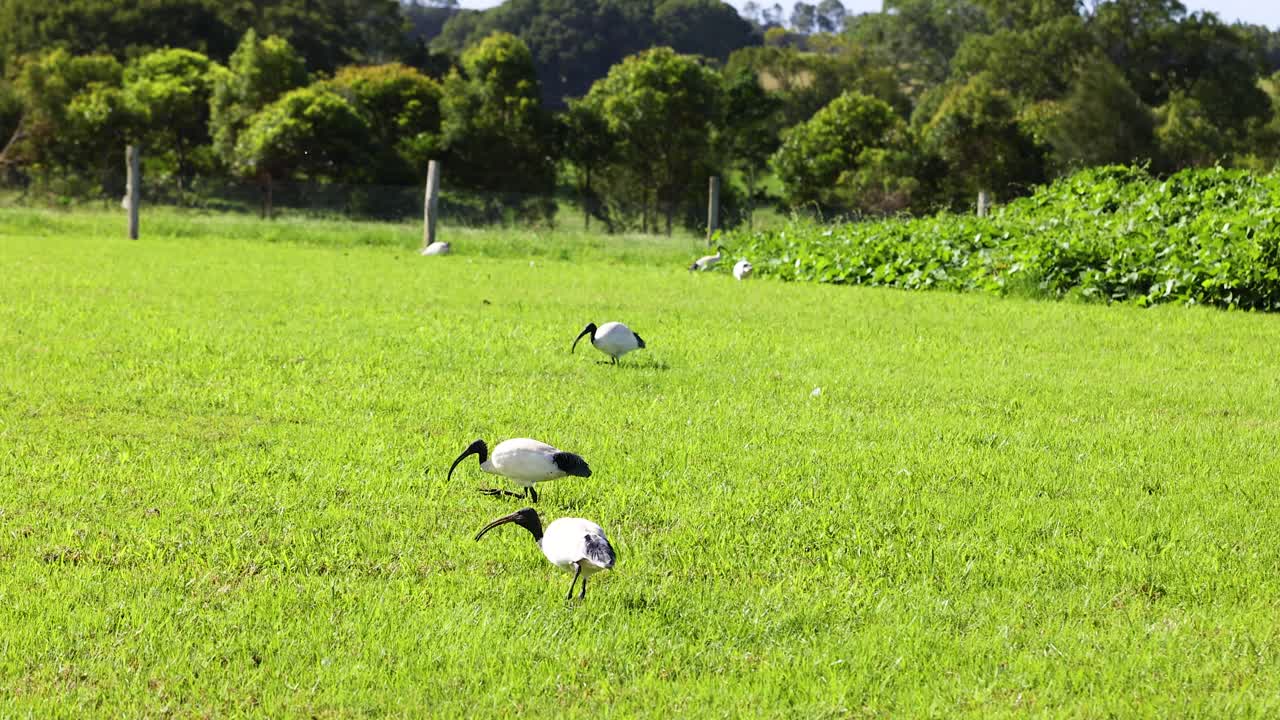 Ibis birds forage on a vibrant green farm under bright daylight, surrounded by lush vegetation and serene landscape