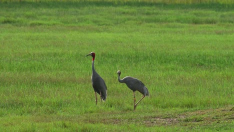 Dos-Vistos-De-Pie-En-Medio-De-Una-Tierra-De-Hierba-En-La-Mañana,-Sarus-Crane,-Antigone-Antigone,-Buriram,-Tailandia